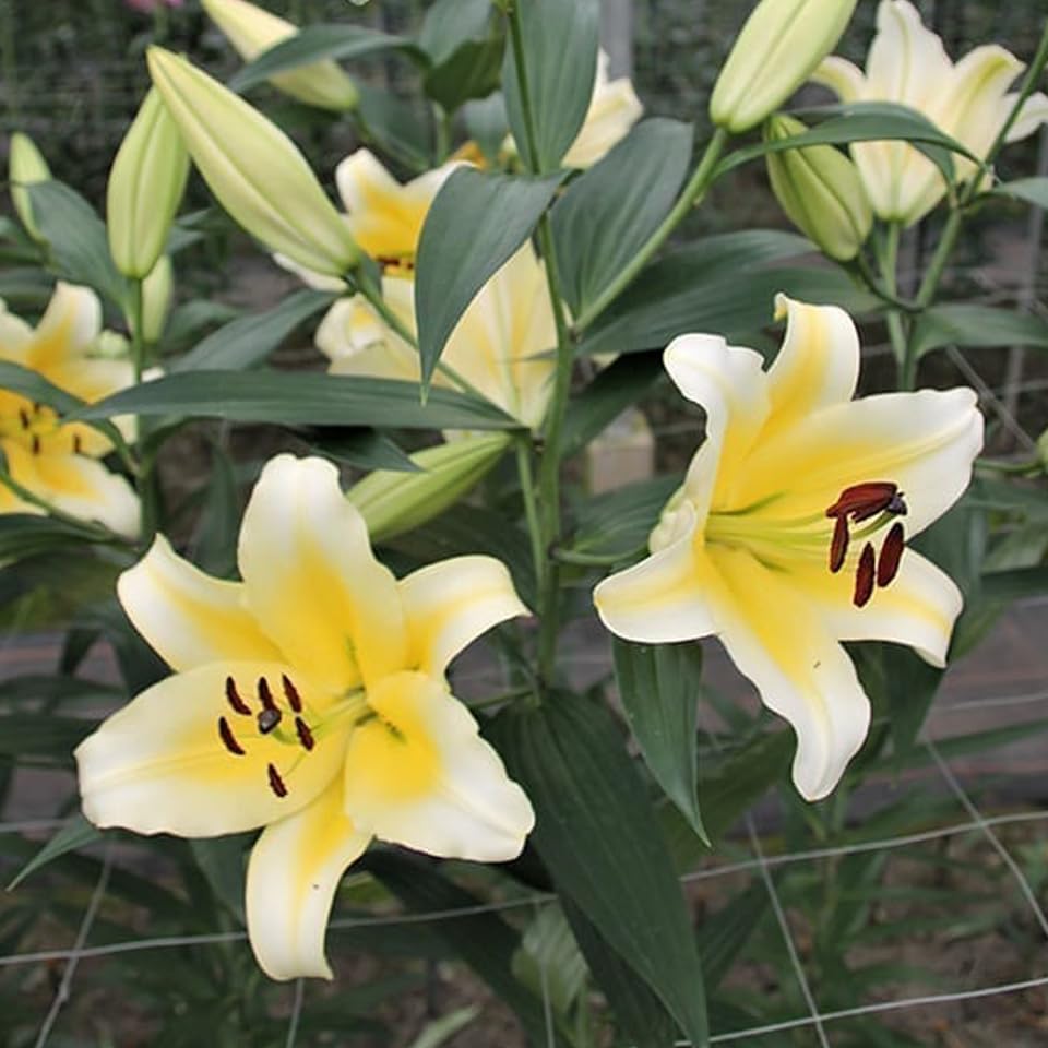 芽出しカサブランカ　球根　豪華です Amazon | はなみどり 芽出し球根 ユリ カサブランカ系 マニサ 1球植え