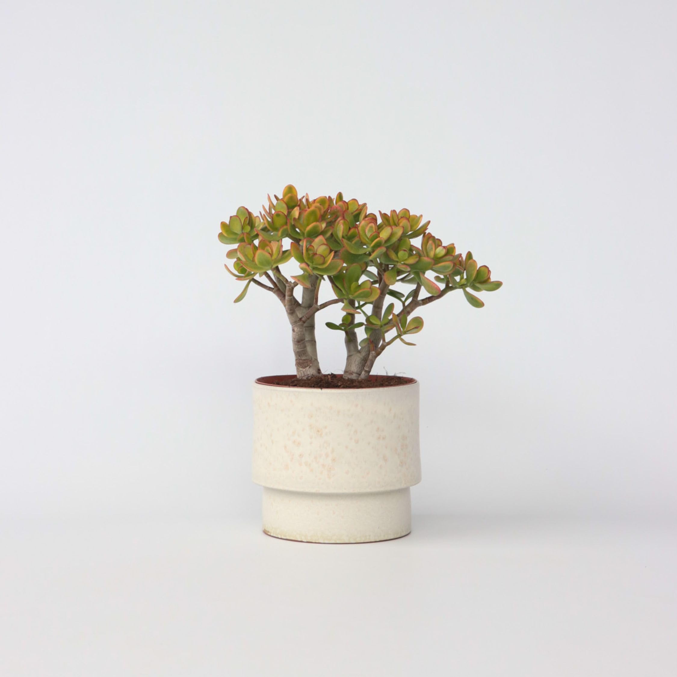 Plant in a Box - Crassula ovata 'Sunset' L - Houseplant