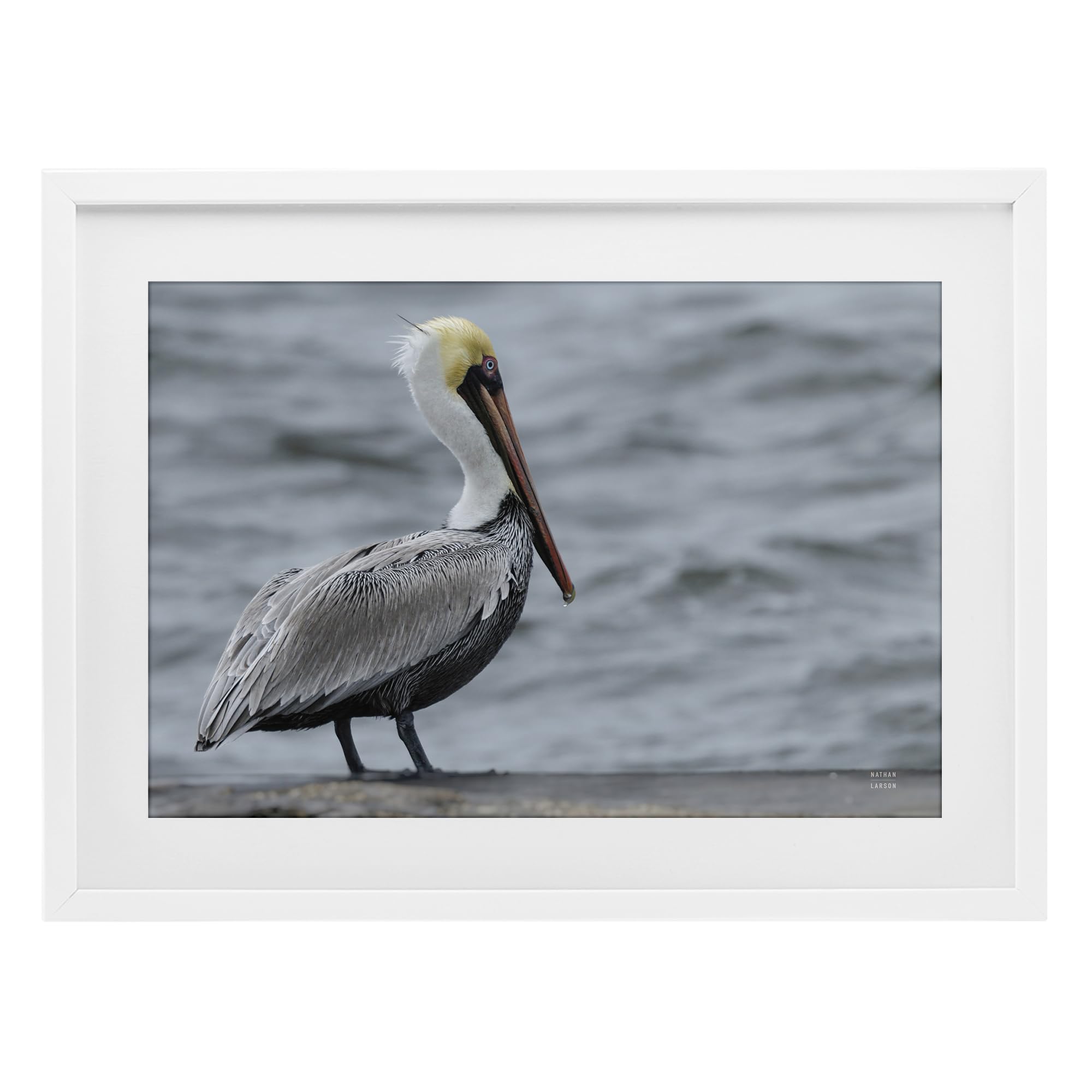Stupell Industries 'Pelican Watch Photography', Framed Print Under Glass, White, 23 x 17