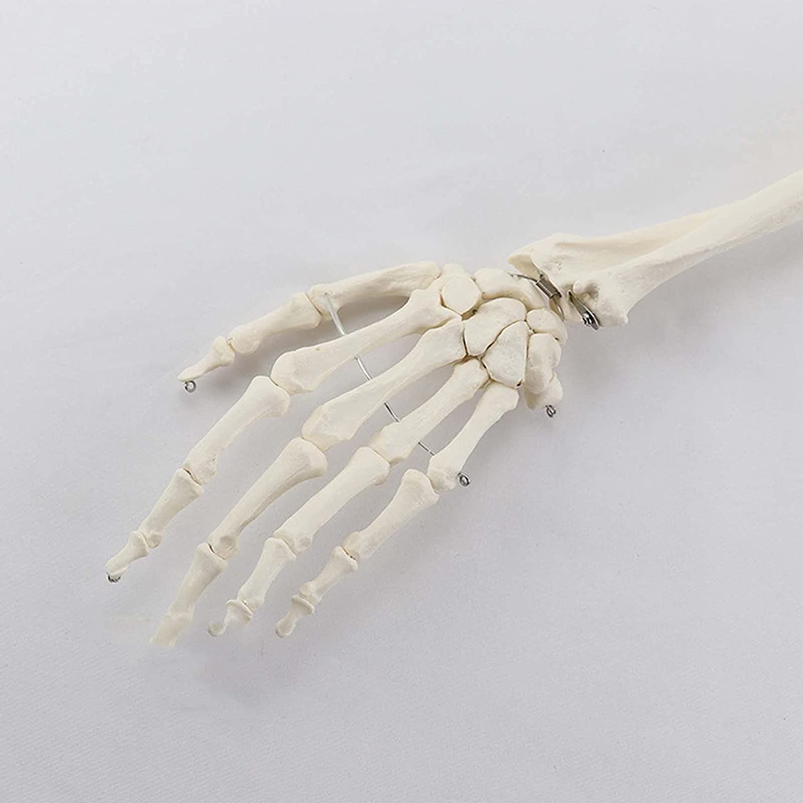 人体骨格模型 右腕 Amazon.co.jp: 右腕骨格模型、解剖学的に正確な人体骨格右腕