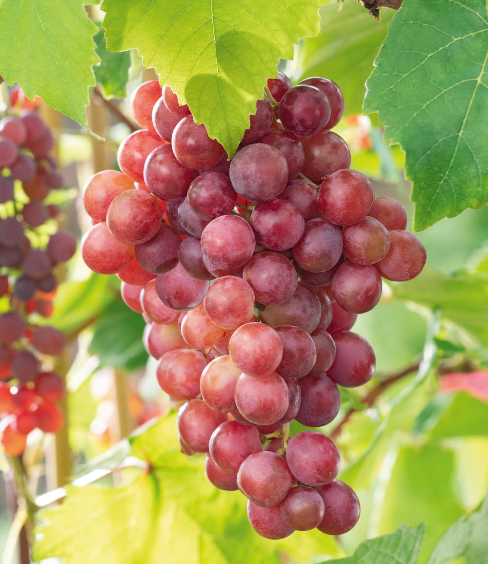 BALDUR Garten 3er Kernlose Tafel-Trauben-Kollektion, 3 Pflanzen je im 10 cm-Topf, Weinreben Sortiment kernlos, Sorten New York, Vanessa, Venus, winterhart, resistente Züchtungen, Vitis vinifera
