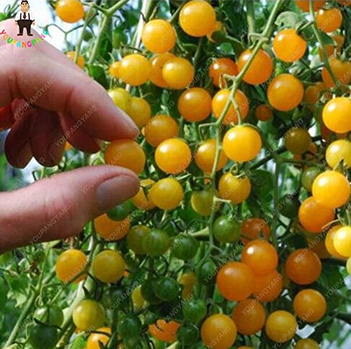 Graines Qui Germent Dans Une Tomate - Explication