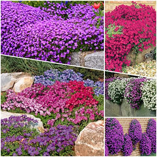 Aubrieta - How to grow & care