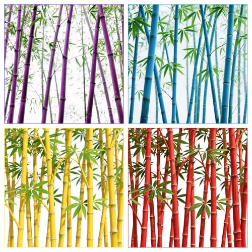 requested value: 200+ Giant Bamboo Seeds for Planting Outdoors, Privacy Screen Good for Environment...