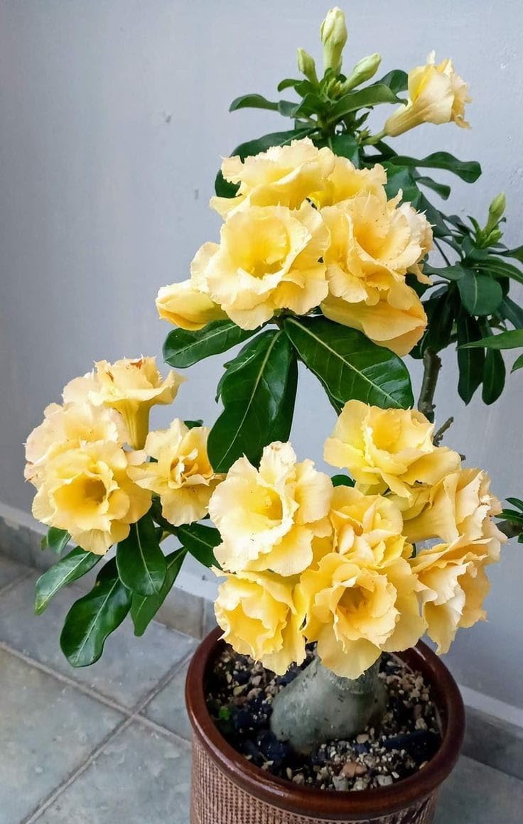 ARUSHI PLANTS MARKET adenium flower plant yellow colour out door plant pack of 1 full sun plant live plant for home garden (B0CLD3XW99) Amazon Price History, Amazon Price Tracker