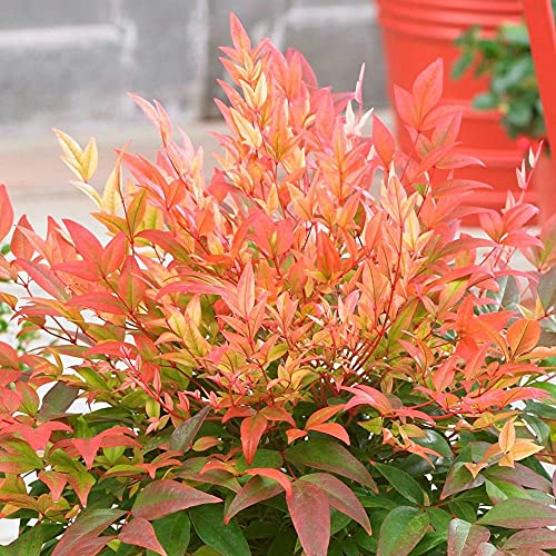 Nandina Domestica Firepower x 3 Plants in 9cm Pots - Sacred Bamboo Plants