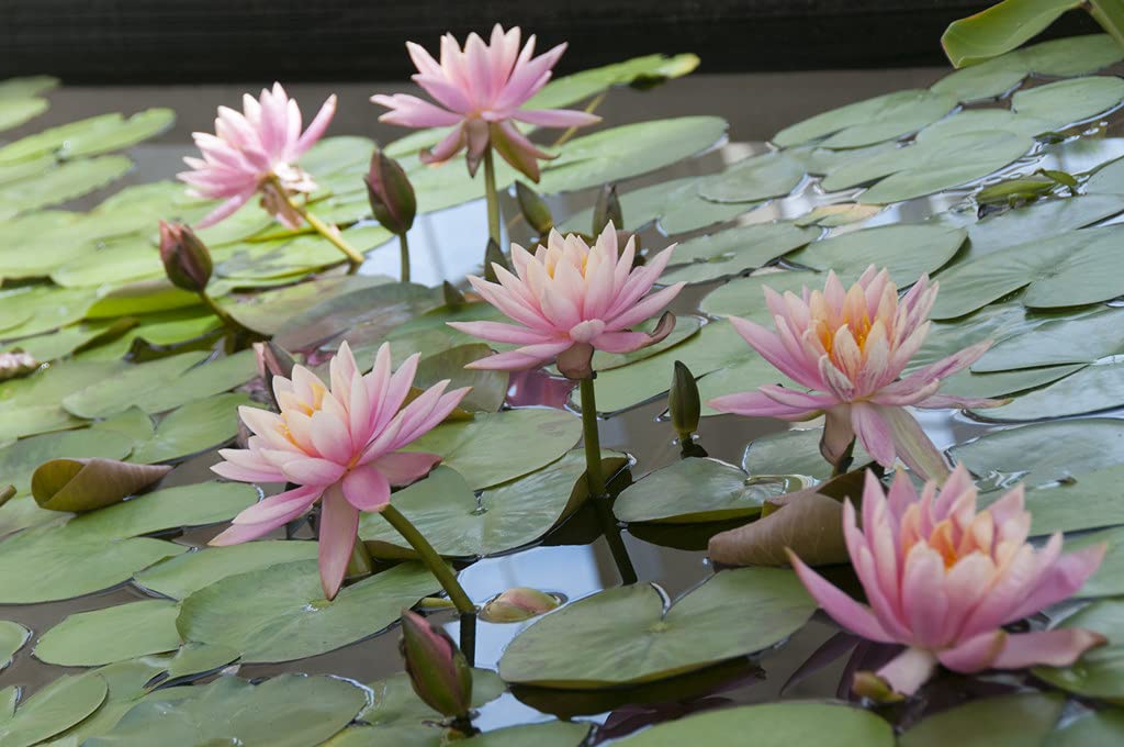 Bloomique - Set de 2 - Nymphaea ‘Wilfron Gonnere’ - Nenúfar - Rosa - Plantas de estanque - Acuáticas - Resistente al frío - Altura 10-20 cm - Maceta 11 cm