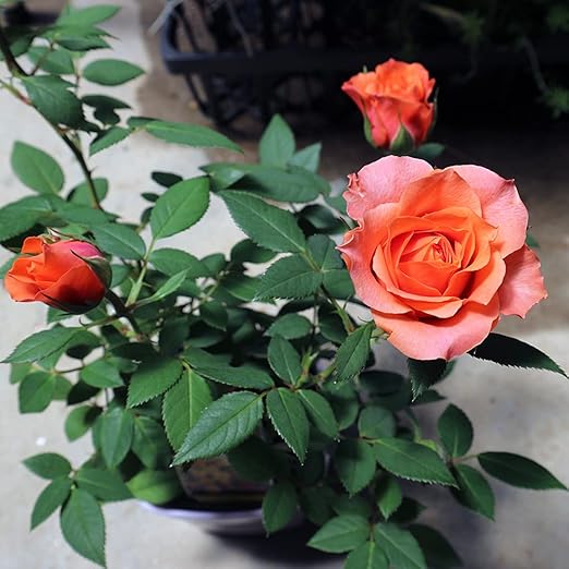 Amazon Co Jp アロハ コルダナ ミニバラ3 5号鉢 品種で選べる薔薇苗 1個売り 学名 Rosa Hybrids バラ科バラ属 耐寒性落葉低木 花木 特徴 花径4 5cm 花色 オレンジ アプリコット アロハコルダナの花色は蛍光オレンジからアプリコットで とても華やかさの Amazon Co Jp アロハ コルダナ ミニバラ3 5号鉢 品種で選べる薔薇苗 1個売り 学名 Rosa Hybrids バラ科バラ属 耐寒性落葉低木 花木 特徴 花径4 5cm 花色 オレンジ アプリコット アロハコルダナの花色は蛍光オレンジからアプリコットで とても華やかさの