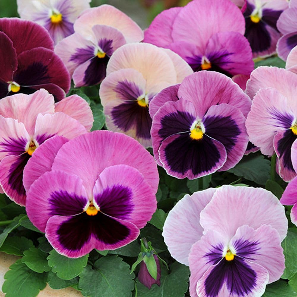 Pansy Matrix Pink Shades 48 Hardy Flowering Garden Ready Plants by T&M