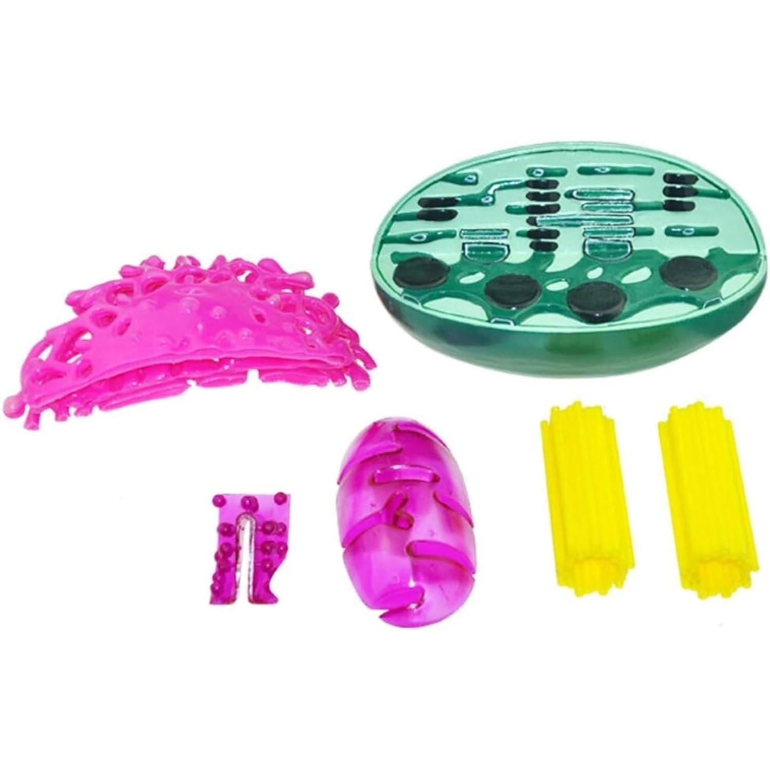 Modello di struttura dell'organello cellulare Strumento biologico Strumento didattico Struttura dell'organello cellulare Modello anatomico Il modello dell'organello include il cloroplasto