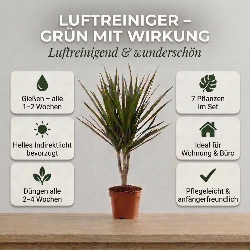 "Oczyszczacz powietrza" zestaw roślin | 7-częściowy zestaw | Monstera, Spathiphyllum, Dracaena, Dieffenbachia, Grünlilie, Fatsia, Efeutute | ok. 30-70 cm | Ø 12-15 cm doniczka | rośliny pokojowe do