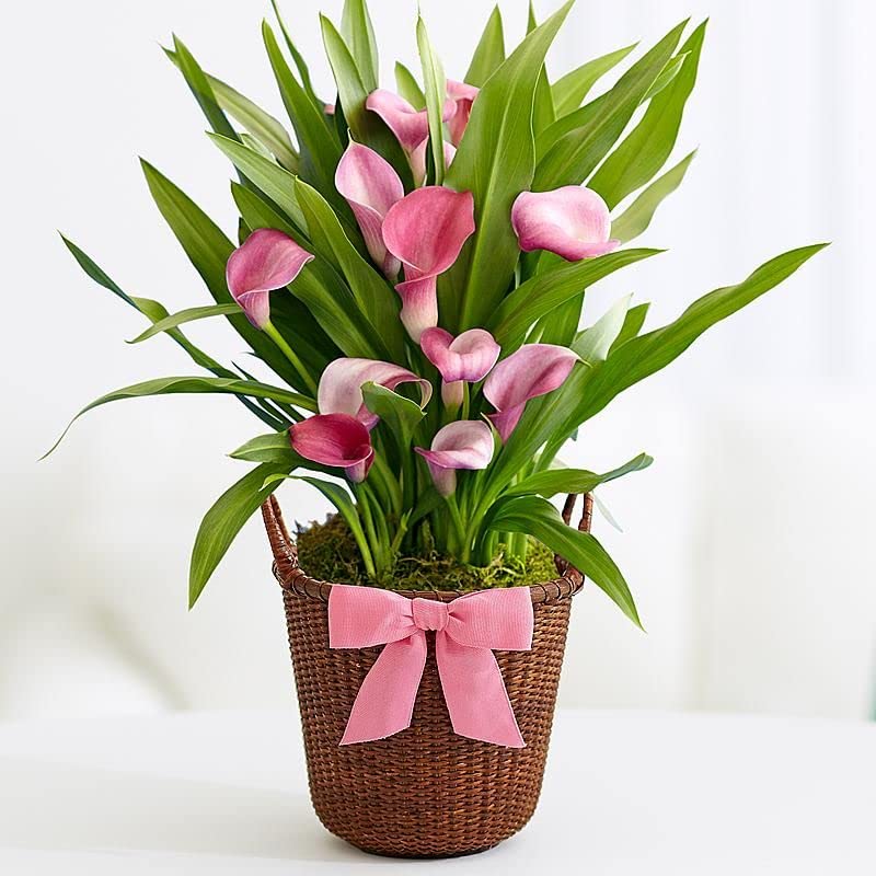 GreenWorld Special Pink Peace Lily Flower Plant/Spathiphyllum Flower Plant,Ready To Blooming At 6-8 MonthHealthy Original Variety Indoor/Outdoor Live Plant (B0CS3SRXRC) Amazon Price History, Amazon Price Tracker