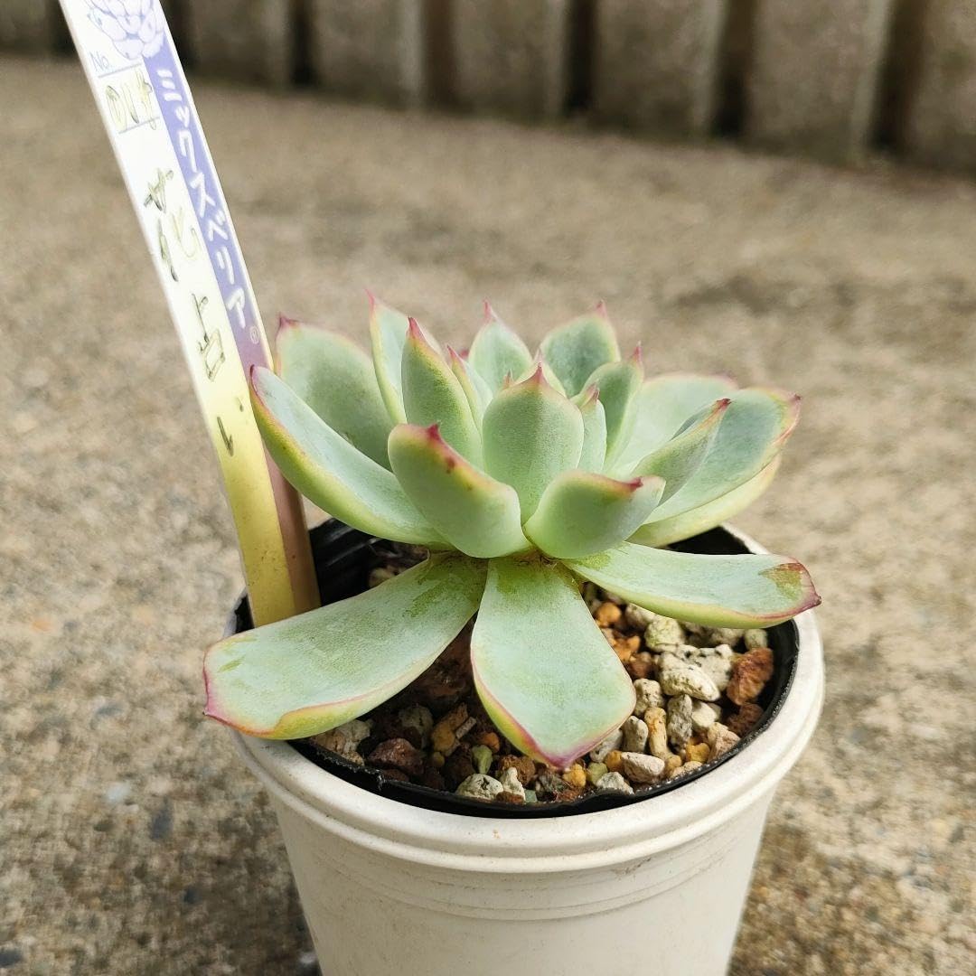 ネ*送様 【極上苗】ミックスベリア 花占い 多肉植物 おらいさん 自家繁殖
