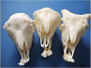 羊の頭骨　標本 羊の頭骨 - 頭骨・骨格標本・剥製販売 【Core-Box】