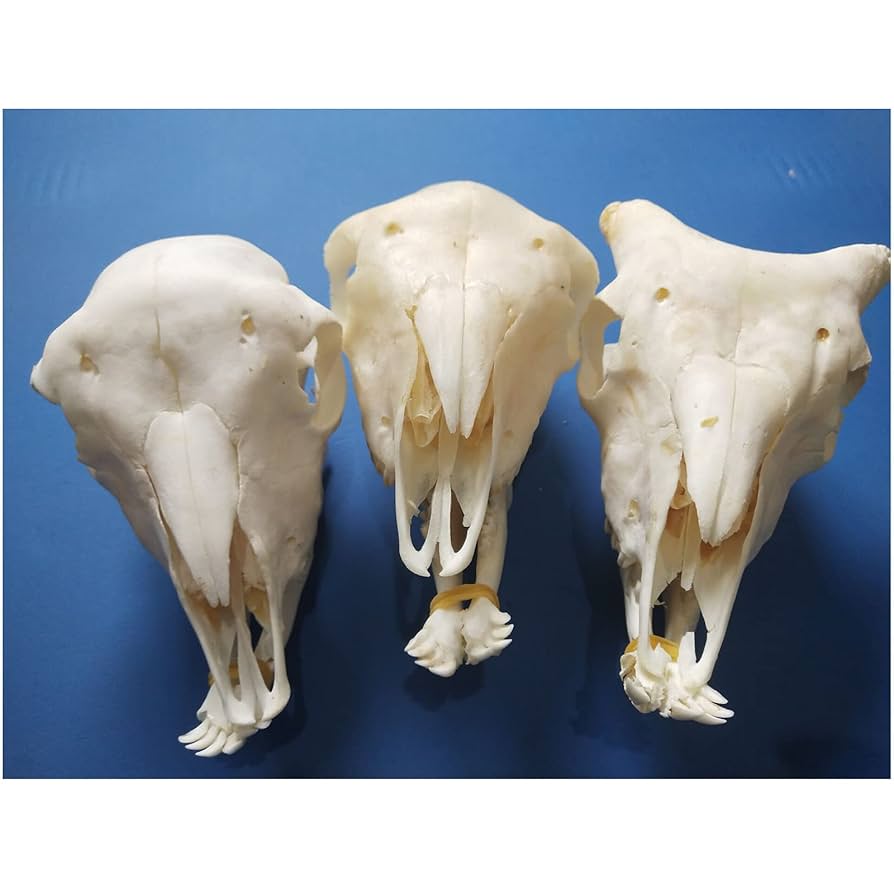 Amazon.co.jp: 羊の頭蓋骨標本、1:1等身大羊の頭蓋骨モデル