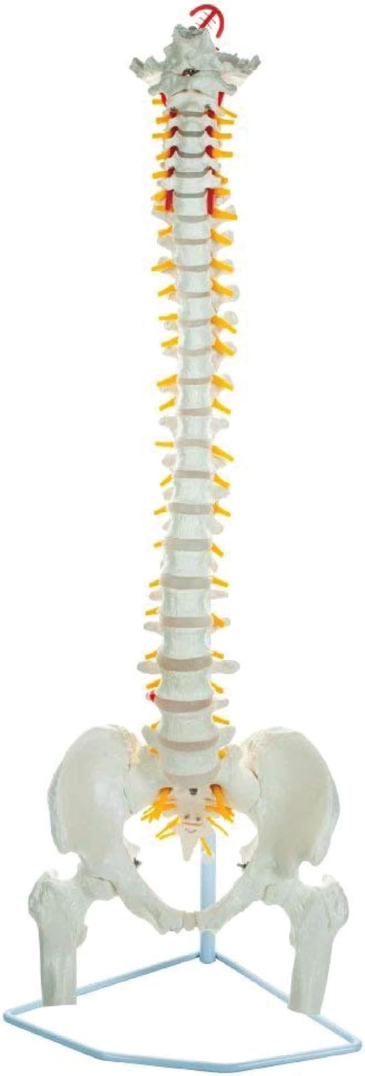 Life Size 85 CM Flexible Spinal Column with Femur Heads, Showing Spinal Nerves and Occipital Plate, Medical Anatomical Model, Perfect for Orthopedics, Ideal for Doctors
