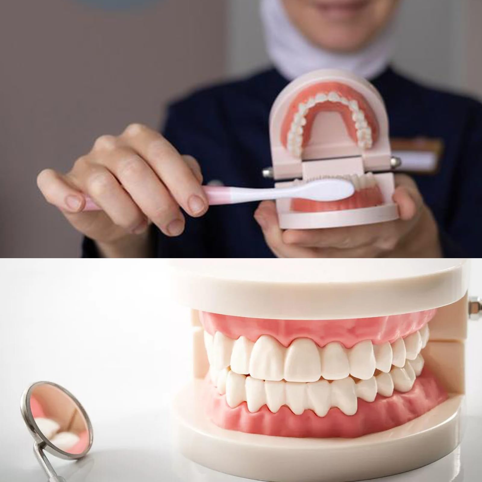 Modelo Dental de Demostración Estándar PVC para Adultos Niños Enseñanza Dental 2Pcs