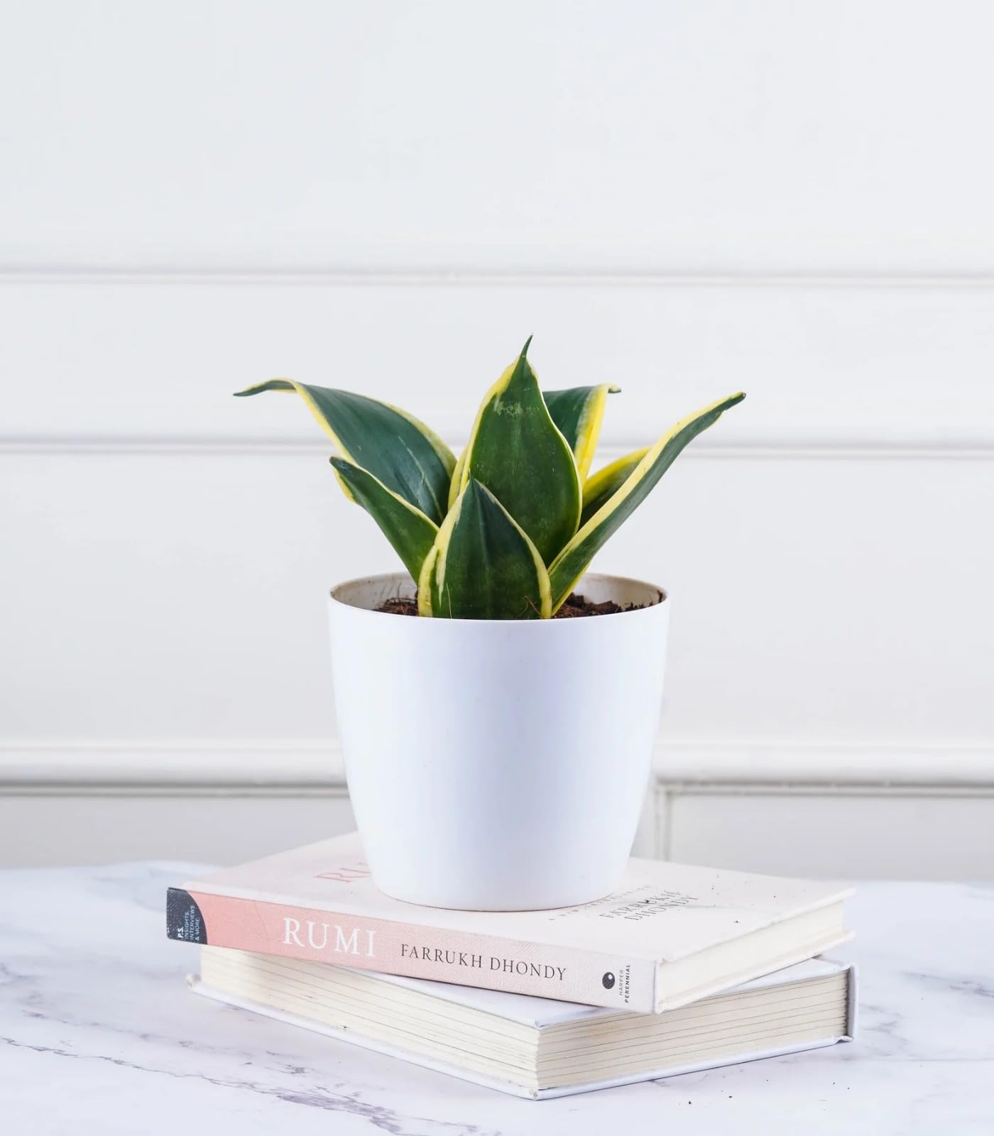 Plant A Leaf Live Snake Plant Variegated Plant Indoor Outdoor Snake  Sansevieria Dwarf Plant with White Round Pot Air Purifier Plants Home  Decoration Items for Living Room/Bedroom/Office - (Pack Of 1) :