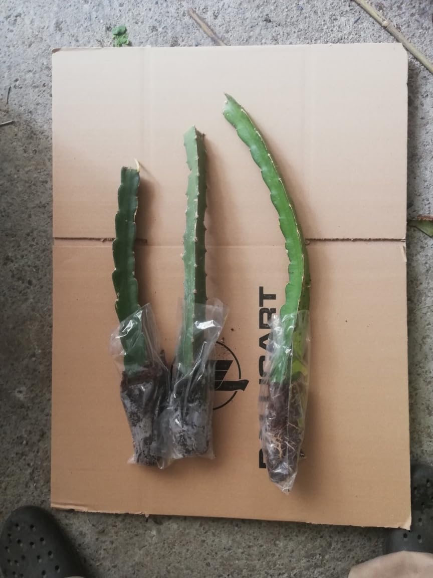 PITAYA ROSSA, 30-40 CM, FRUTTO DEL DRAGO, VARIETA' AUTOFERTILE JINDU N1/GUYUTE