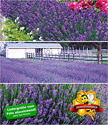 BALDUR-Garten Blauer Lavendel-Mix,9 Pflanzen