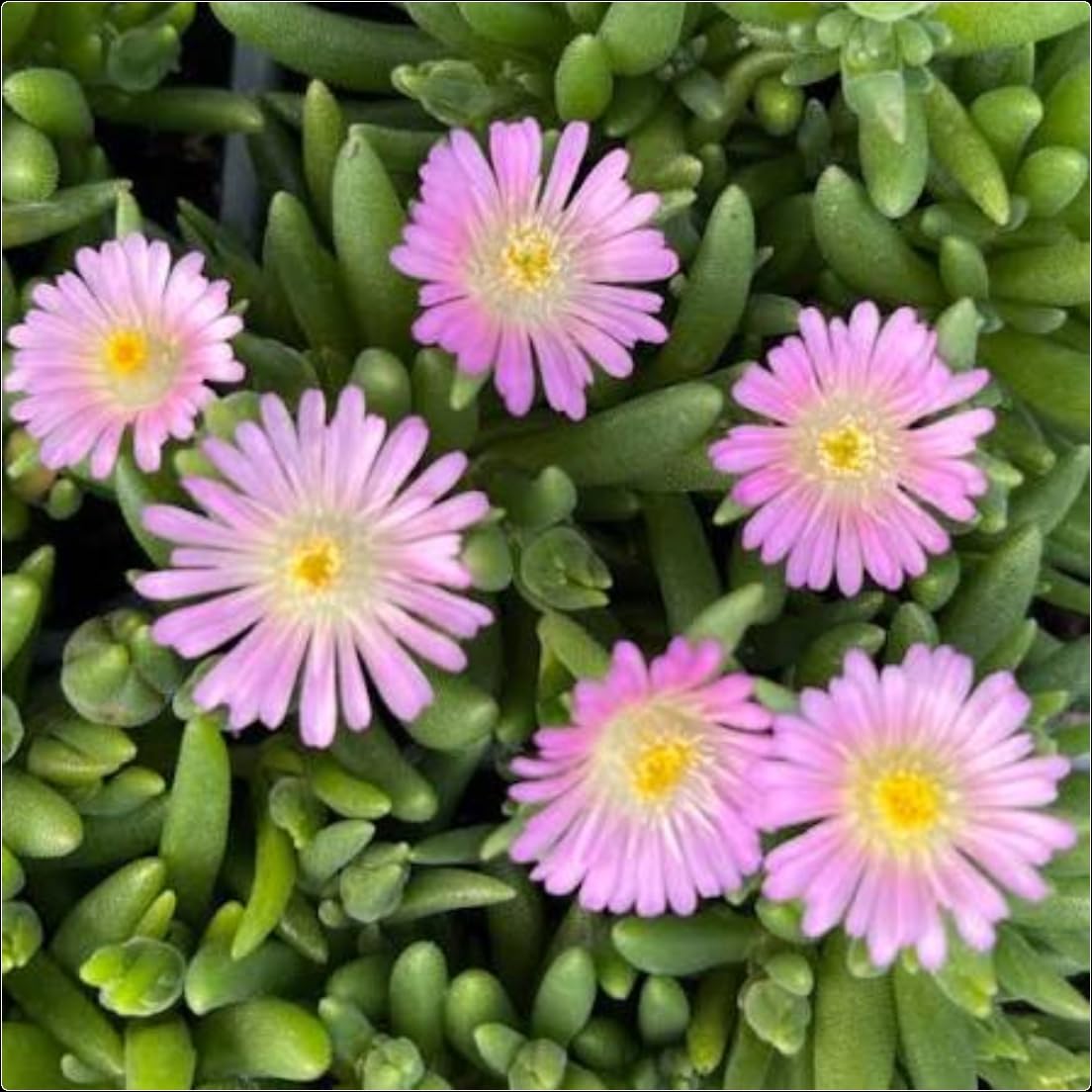 Delosperma Jewel of Desert 'Rose Quartz' Pink Ice Plant X 5 Plug Plants for Potting on