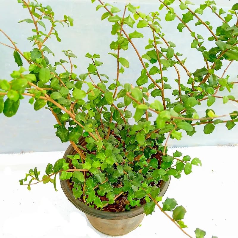 Malpighia Coccigera, Taramani Plant (Bonsai) : Amazon.in: Garden & Outdoors