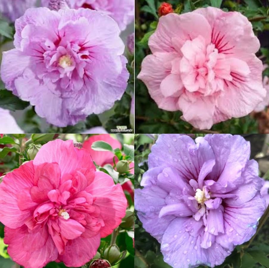 1 Pack of 5 SEEEDS Rose of Sharon (Hibiscus syriacus) Mix Double Perennial Large Blooms