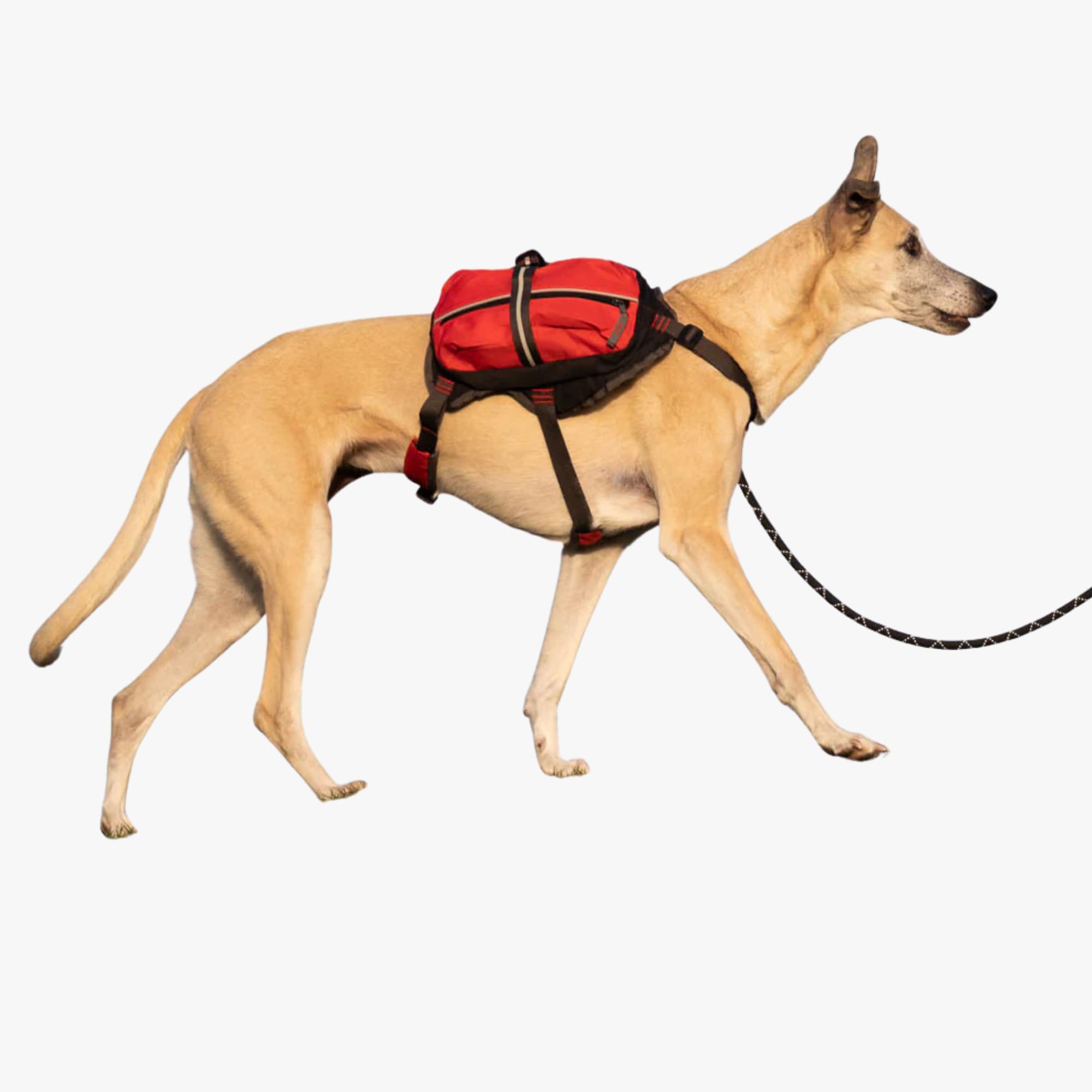 iEnergy Zaino per cani MAL - Zaino per cani - Zaino resistente alle intemperie per cani - Zaino da trekking ben imbottito, Rosso, Piccolo