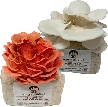 Forest Origins Oyster Mushroom Grow Kit 2-Pack, Pink and White Varieties, Harvest in 10 Days, Beginner Friendly, Handmade in California USA, Unique Gift Set