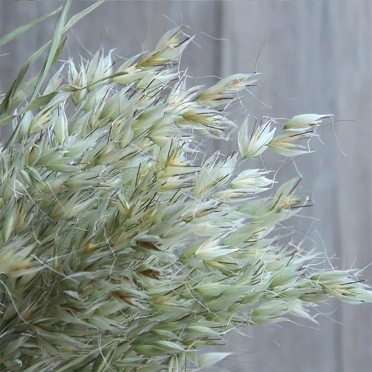 Bouquet de Espigas de Trigo Secas Naturales para Decoración miniatura 7