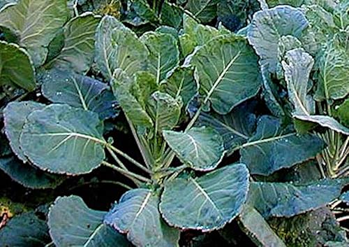Verduras de col, Georgia Semillas criolla del sur