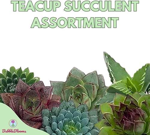 Teacup Succulent Assortment - Thumbnail 2