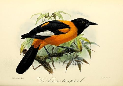 Posterazzi Onze Vogel 1869 - Póster de pequeño Oriole de J.G. Keulemans, (24 x 36)