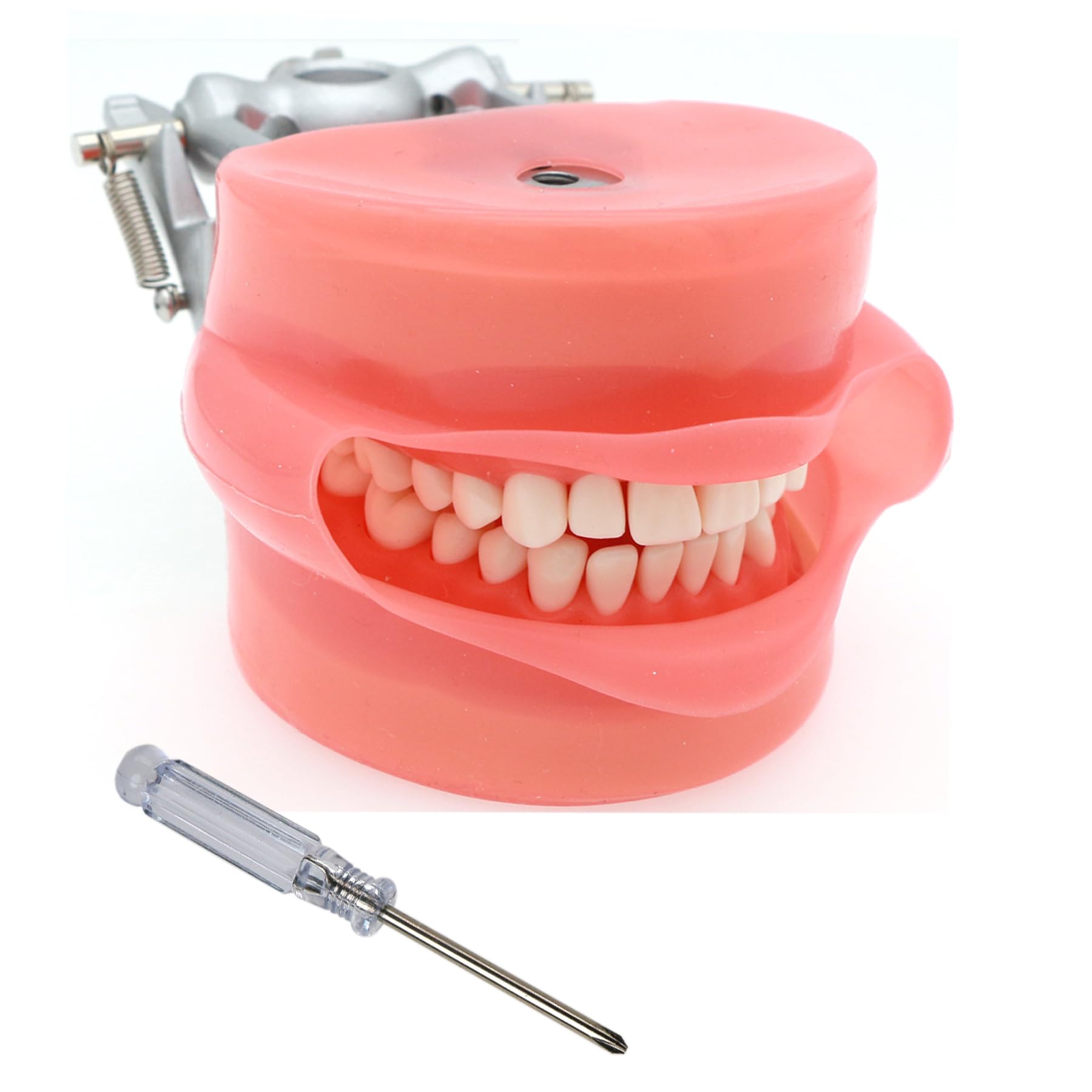Amazon.com: Dental Typodont Model Compatible with Kilgore Nissin