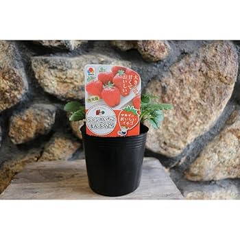 苺だいふく④ いちご大福一号 (@ichigodaifuku15) / X