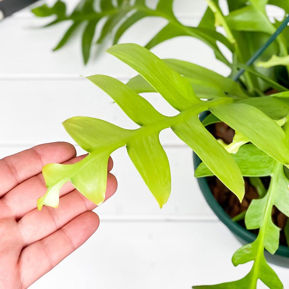 Amazon.co.jp: PLANCHU 観葉植物 エピフィルム クリソカルディウム 7号