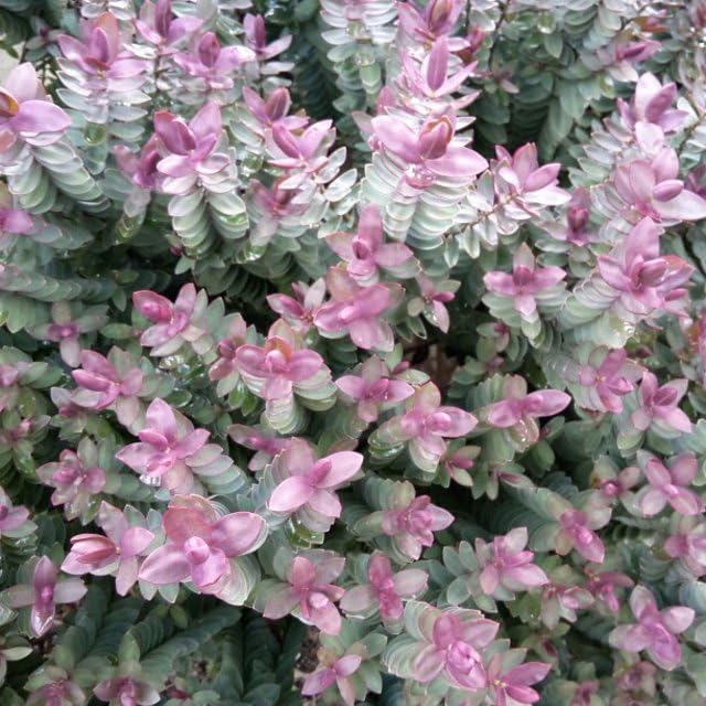 [x6] Hebe Red Edge | Hardy Evergreen Shrub | Flowering Garden Shrub | 9cm Pot |