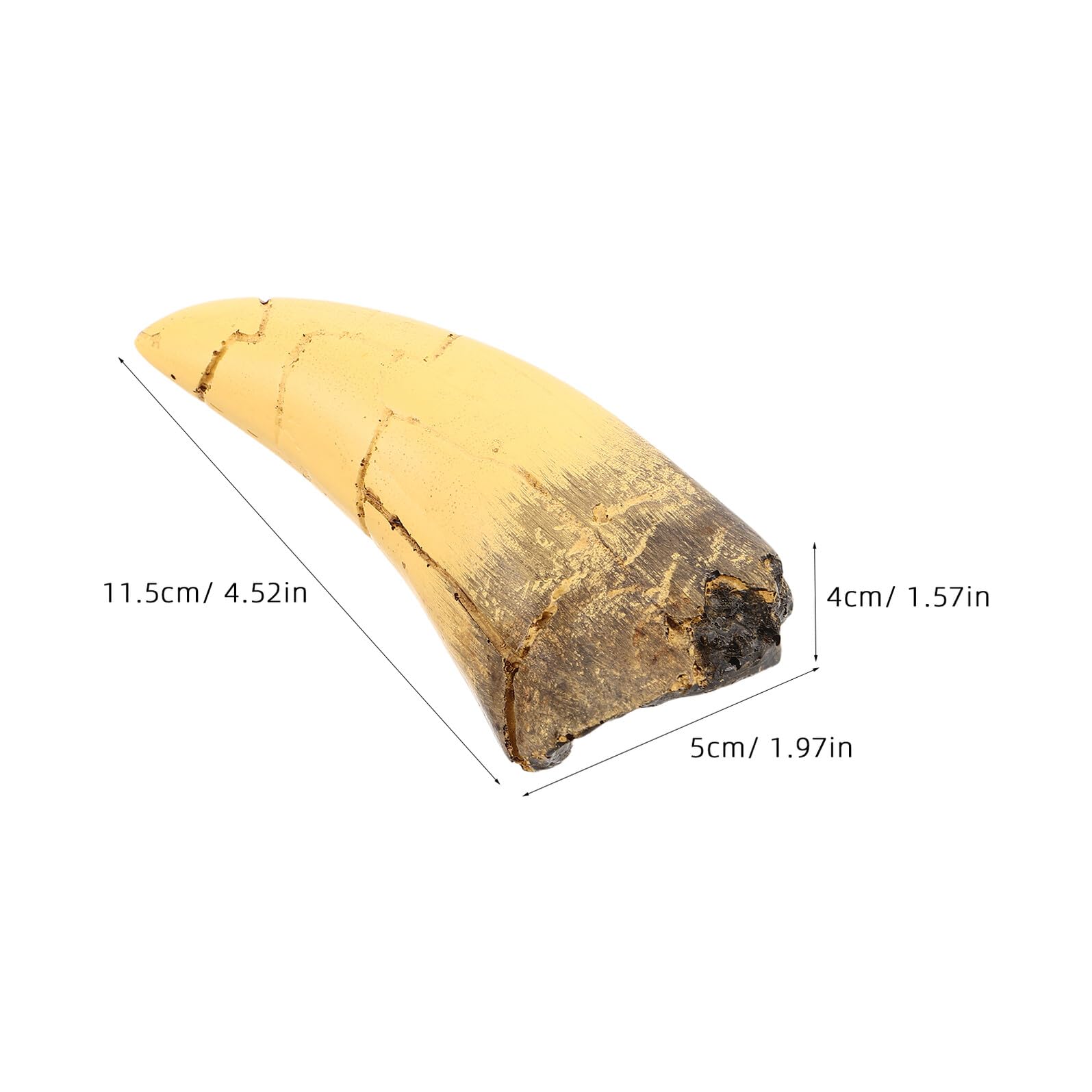 Scultura Realistica di Dente di Dinosauro in Resina Aspetto Preistorico Distintivo, Decorazione per Feste a Tema Dinosauri e Display Educativi Interattivi