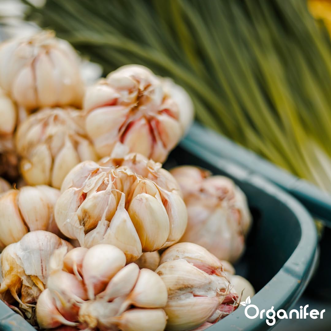 Fertilizante Líquido - 10L - Para Ajo - NPK 2-1-8 | Crecimiento Saludable Y Plantas Vigorosas - Organifer