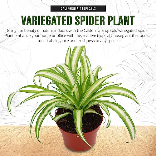 California Tropicals Variegated Spider Plant - Real Live Tropical Houseplant, Perfect for Indoor/Outdoor Home and Office Decoration, Easy Care, Perfect for Pots, Baskets or Patio - 4 Inch