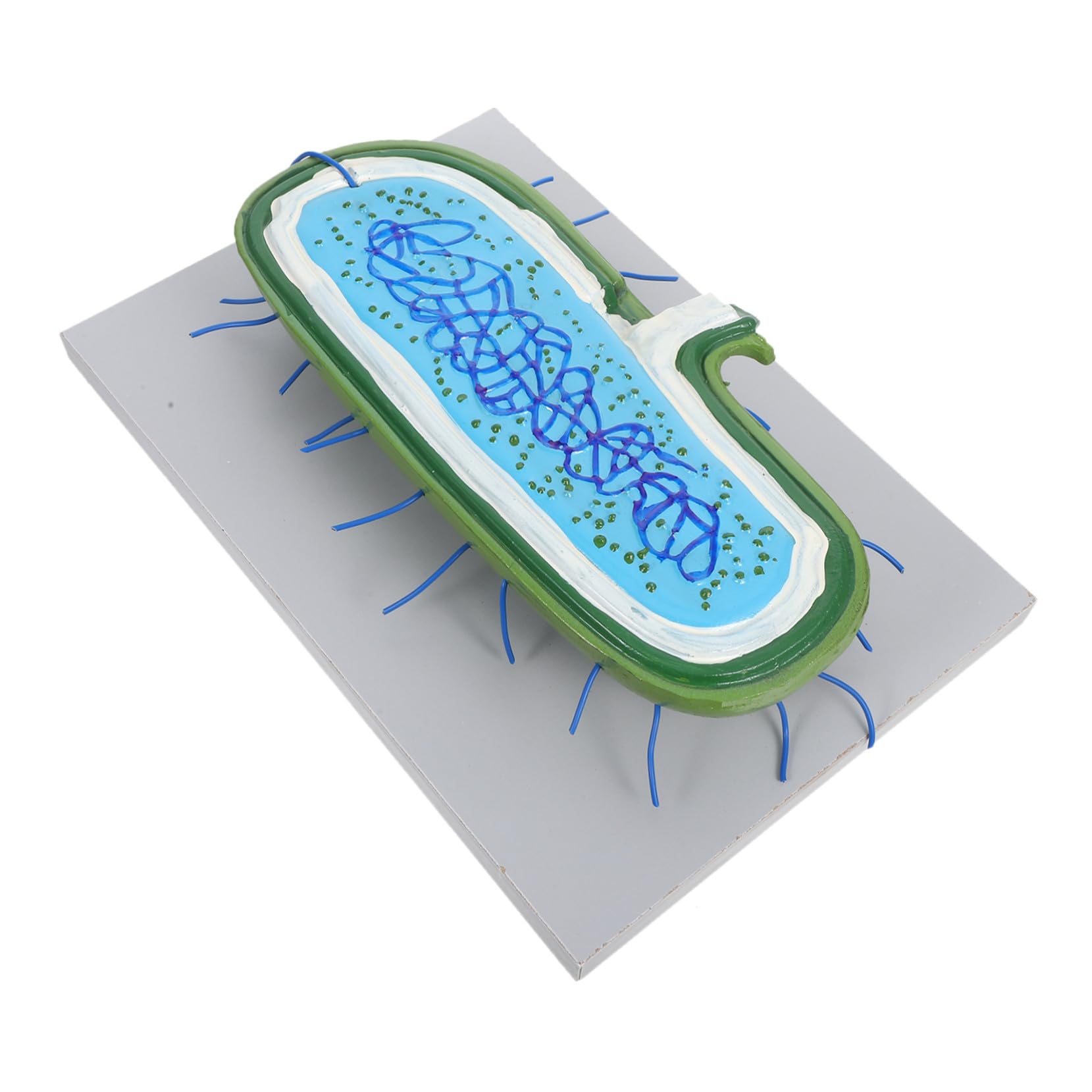 Zellkernmodell aus Kunststoff, Vergrößertes Biologiemodell | Schüler im Biologieunterricht, Detaillierte Darstellung, Interaktives Lernen, für Individuelles Lernen