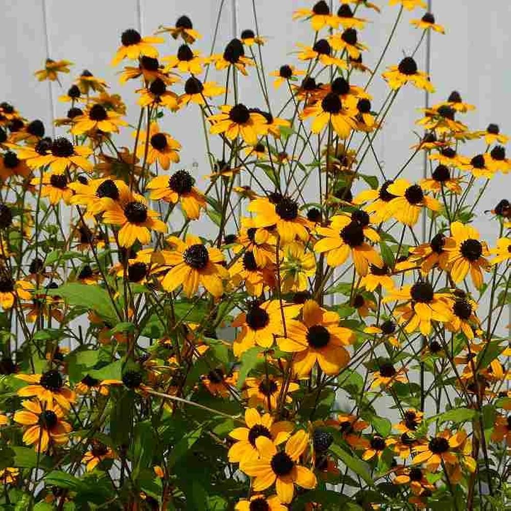 Amazon.co.jp: ルドベキア タカオ 苗 4.5号 宿根草 庭植え