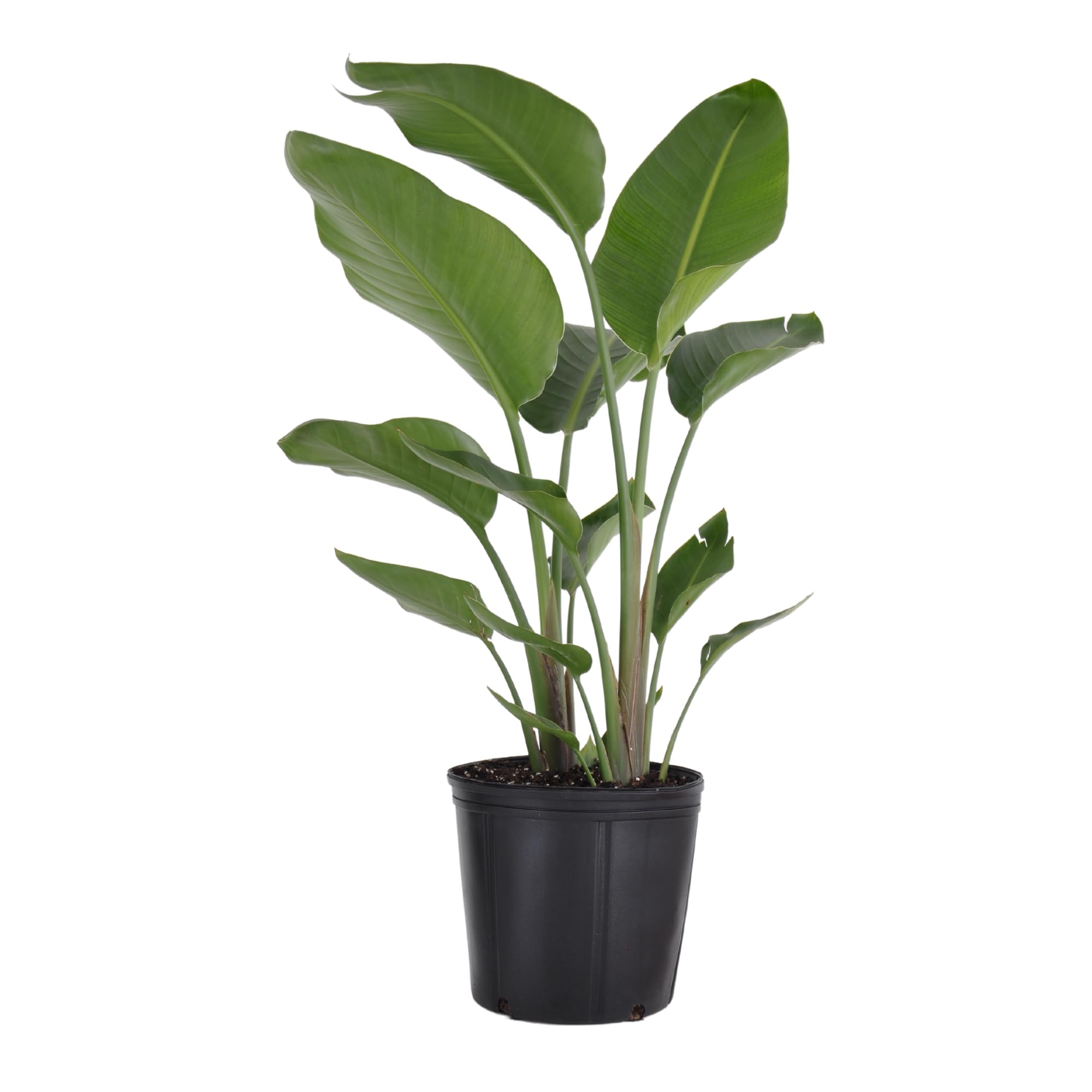 White Bird of Paradise Live Plant by United Nursery