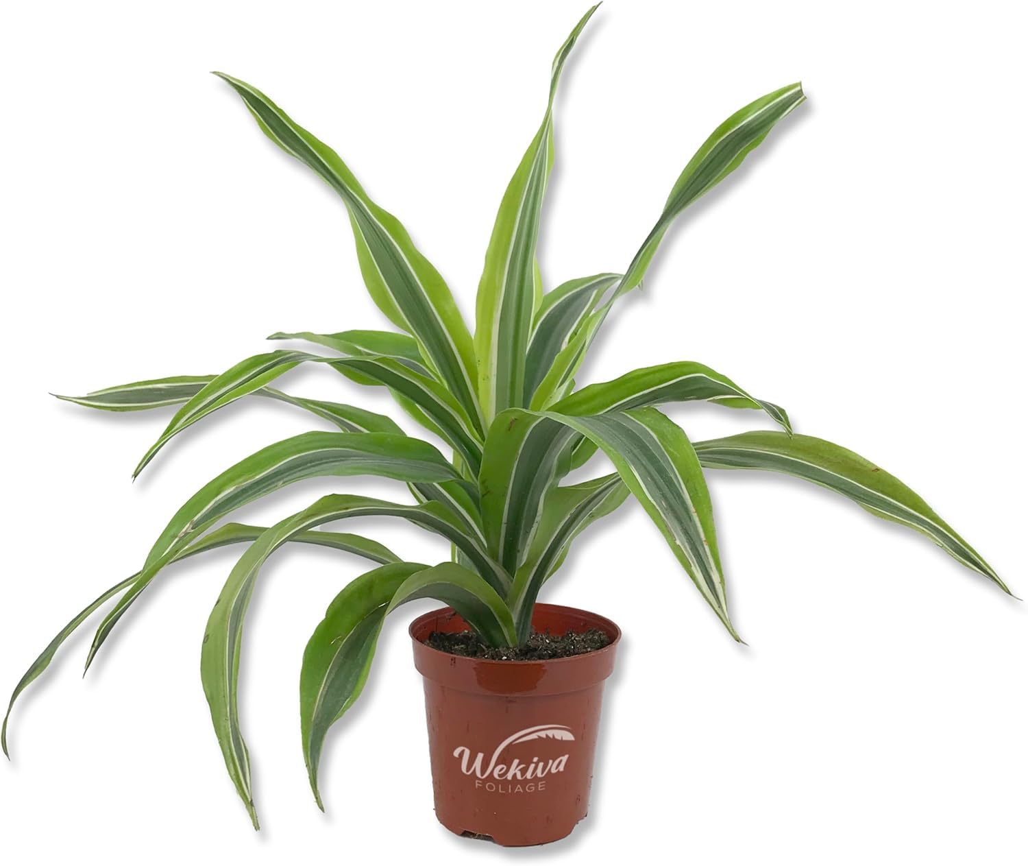 Amazon.com : Dracaena Lemon Lime and Soil Mix Combo - Live Plant in a 4  Inch Pot with 1 Quart HousePlant Soil Mix -Dracaena Warneckii Lemon Lime  with Custom Soil Blend :