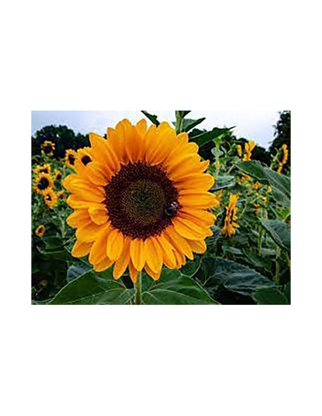 JARDIN202 - Girasoles | Flor Natural | Ramo de 5 tallos | Amarillo | 80cm de alto
