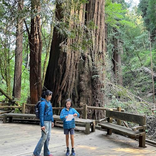 A Little Tour through the Big Woods of California