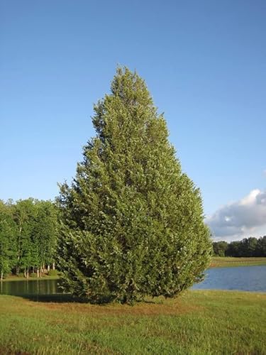 150 Seeds Eastern Red Cedar Seeds Junipers Tree Seeds Juniperus Virginiana Eastern Juniper, Red Juniper Seeds Grown In Illinois Farm #TOP3