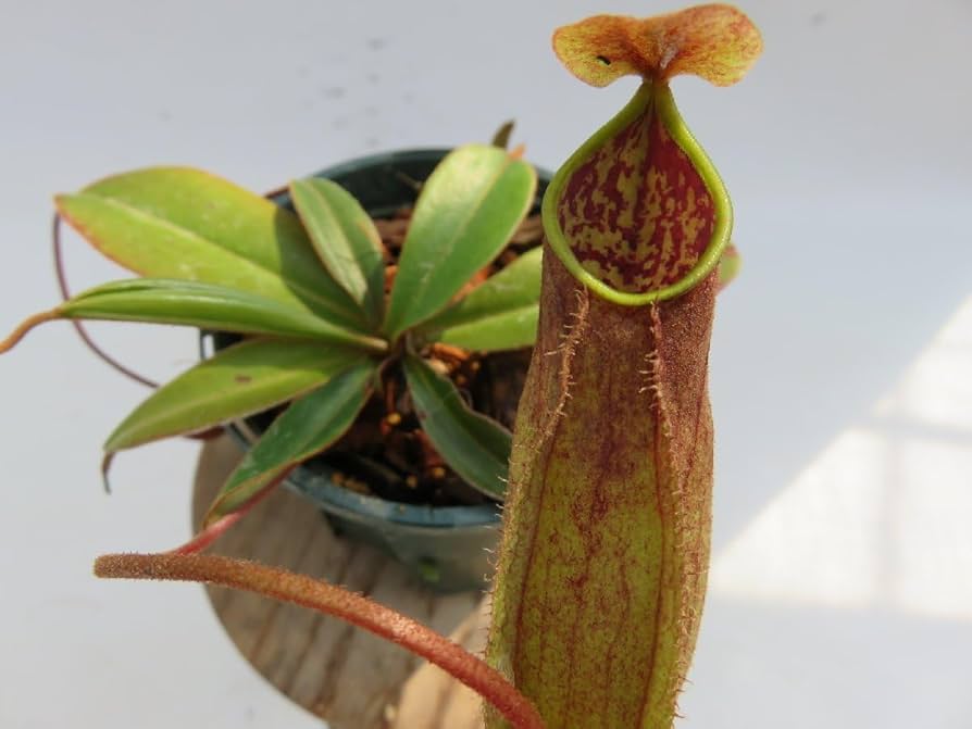 M*O様 食虫植物　ネペンテス　ミックスアソート3種4鉢　　観葉植物 M*O様 食虫植物 ネペンテス ミックスアソート3種4鉢 観葉植物