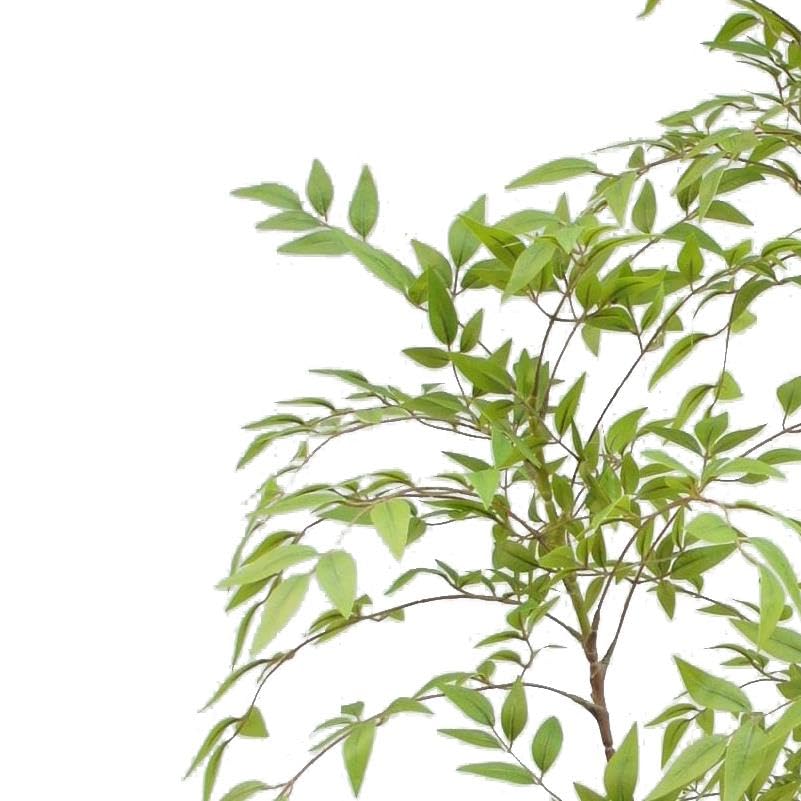 XL Luxury Artificial Trees by Leaf UK - Image 2