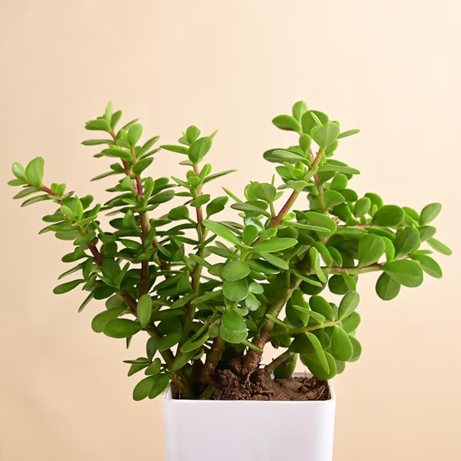 Live Jade Plant Good Luck Feng Shui Money Plant Succulent Indoor Outdoor Plant Low Maintenance Natural Green Foliage for Home Decor Living Room & Office Desk with pot (Pack of 1)-image-20